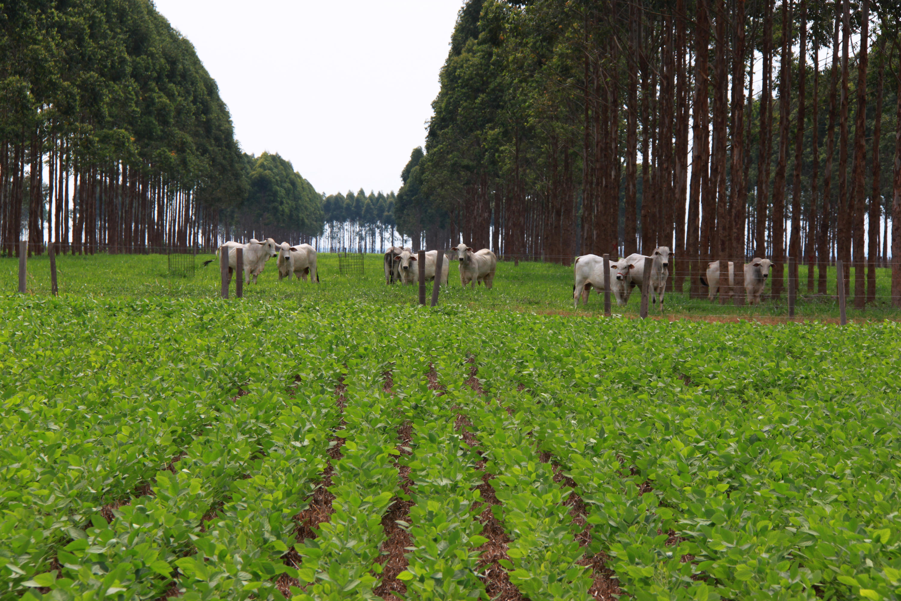 Agricultura Sustentável