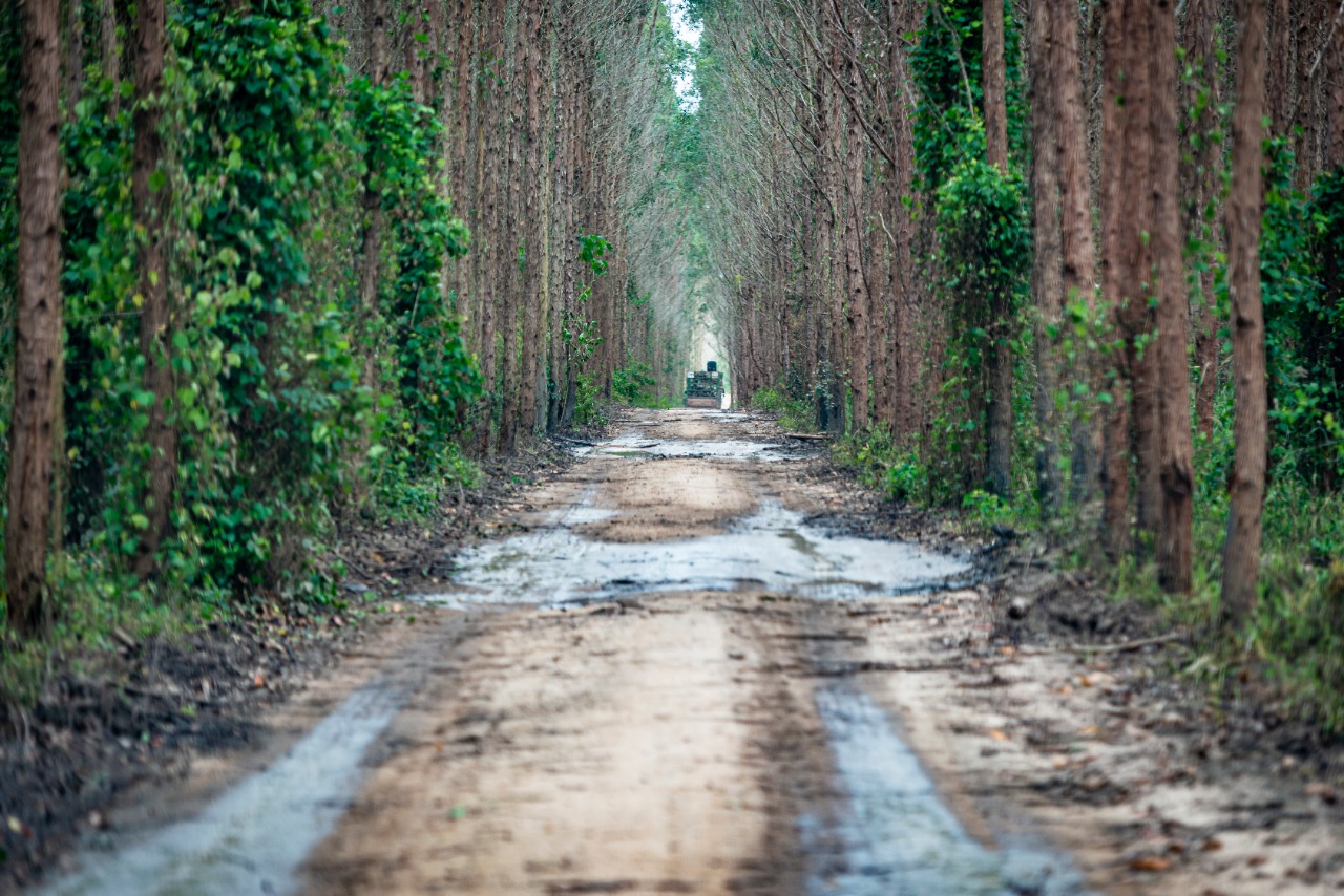 Do bom dia ao boa noite, a importância da silvicultura em nossas vidas